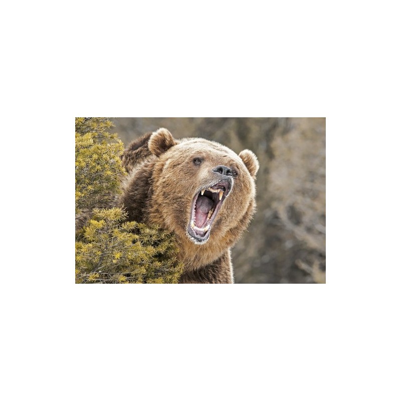 Commande - grizzxxl