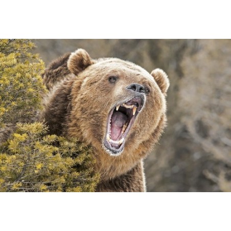 Commande - grizzxxl