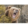 Commande - grizzxxl